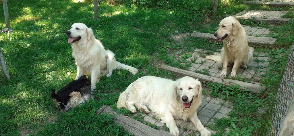 Golden Retriever Such A Pretty Face Golden Retriever Retriever Puppy Retriever